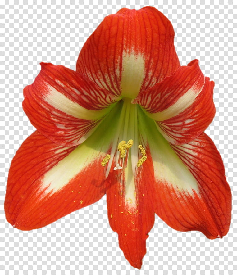 Lily Flower, Amaryllis, Jersey Lily, Daylily, Orange Sa, Belladonna, Lily M, Petal transparent background PNG clipart