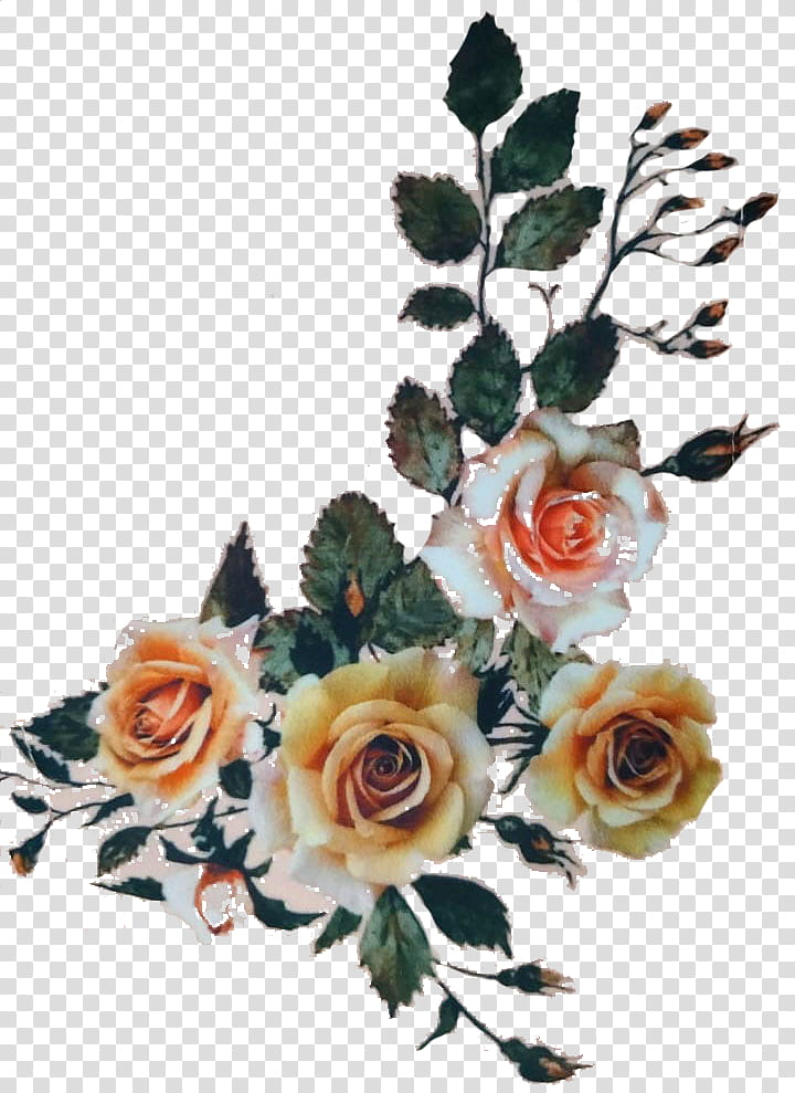 Floral Flower, Garden Roses, Floral Design, Cut Flowers, Flower Bouquet, Artificial Flower, Kurti Top, Kurta transparent background PNG clipart