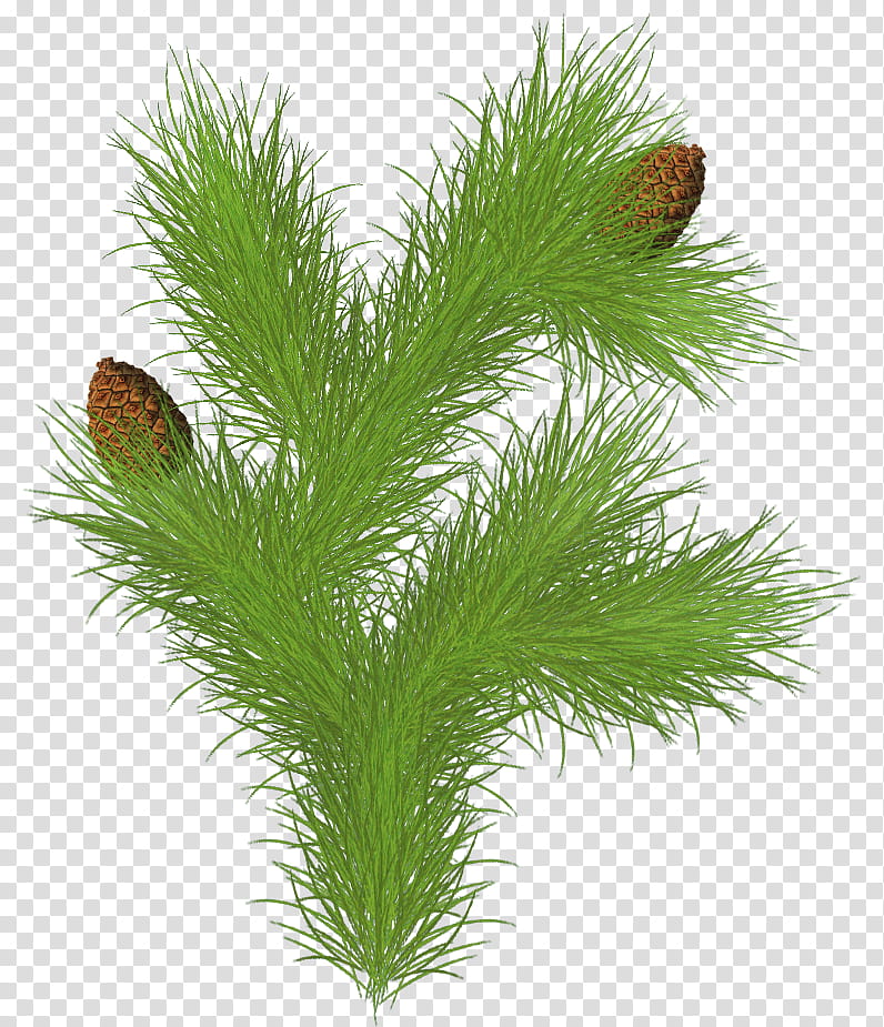 Christmas pine fir, green pinecone plant transparent background PNG clipart