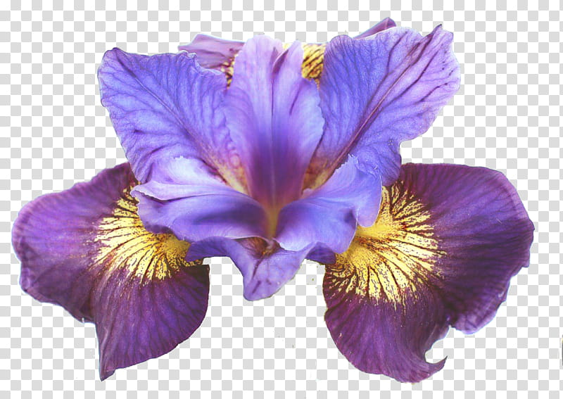 Blue Iris Flower, Siberian Iris, Northern Blue Flag, Iris Flower Data Set, Japanese Water Iris, Iris Family, Bearded Iris, Rose transparent background PNG clipart