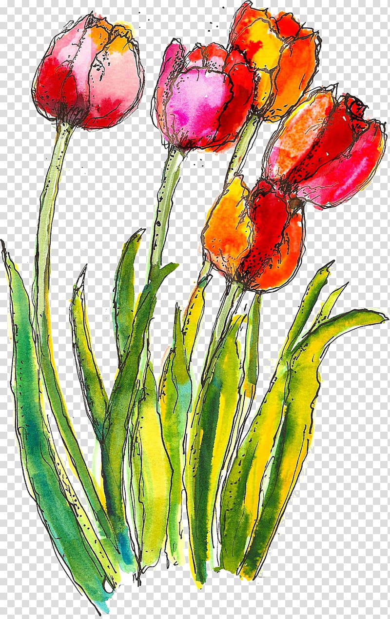 flower tulip watercolor paint plant petal, Cut Flowers, Plant Stem, Lily Family, Pedicel, Bud, Wildflower transparent background PNG clipart