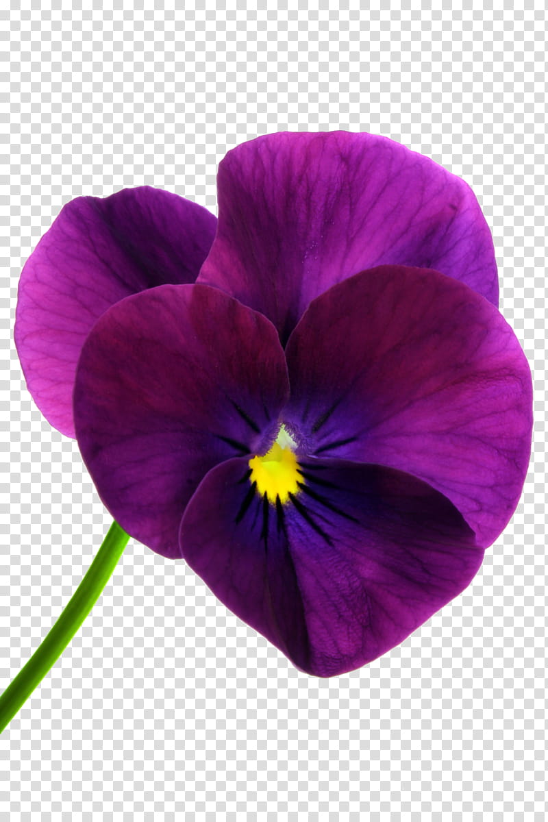 flower  Pansy , purple flower transparent background PNG clipart