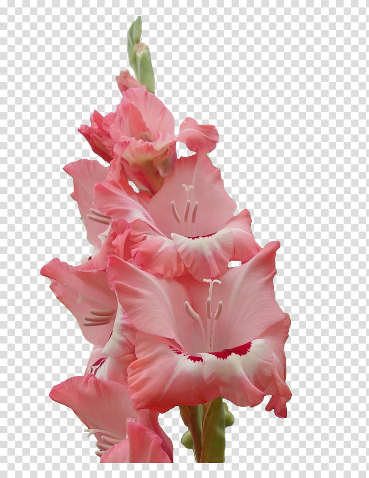 Pink Flower, Gladiolus, Cut Flowers, Plant Stem, Herbaceous Plant, Pink M, Plants, Petal transparent background PNG clipart