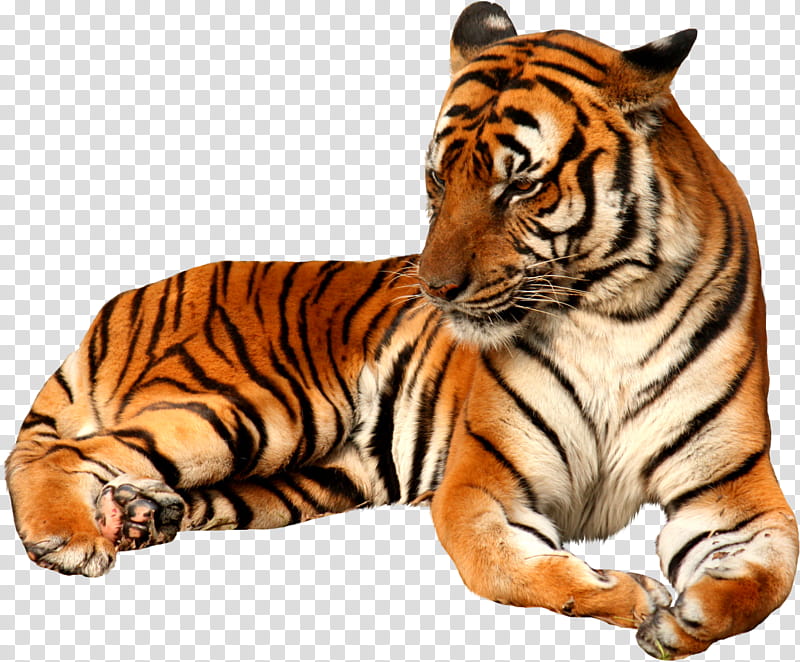 Cats, White Tiger, Bengal Tiger, Jaguar, Lion, Project Tiger, Roar, Wildlife transparent background PNG clipart