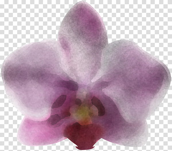 violet flower petal purple pink, Plant, Moth Orchid, Lilac, Dendrobium, Phalaenopsis Sanderiana, Cattleya transparent background PNG clipart