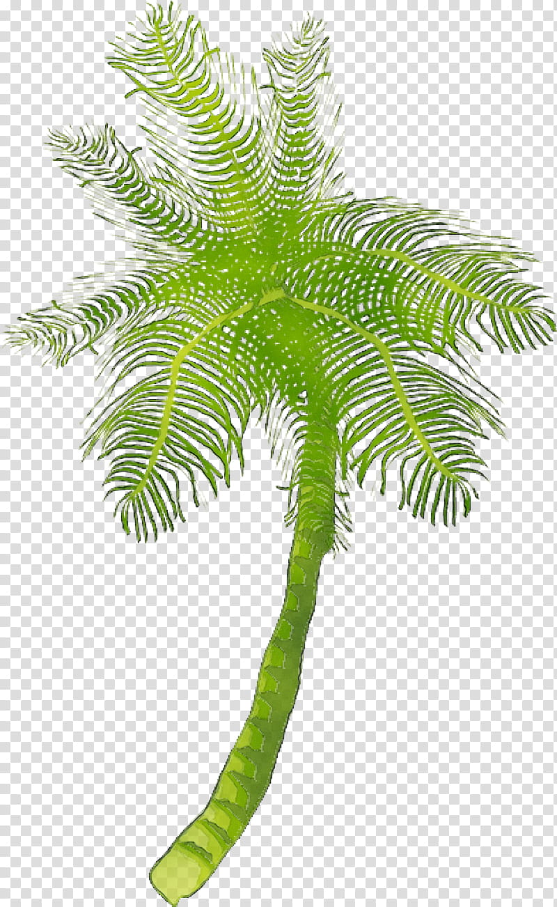 Date Tree Leaf, Coconut, Date Palm, Embryophyte, Fern, Plant Stem, Palm Trees, Terrestrial Plant transparent background PNG clipart