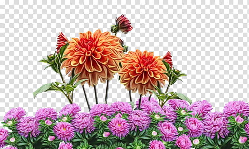 Floral Flower, Dahlia, Chrysanthemum, Cut Flowers, Floral Design, Plants, Annual Plant, Petal transparent background PNG clipart