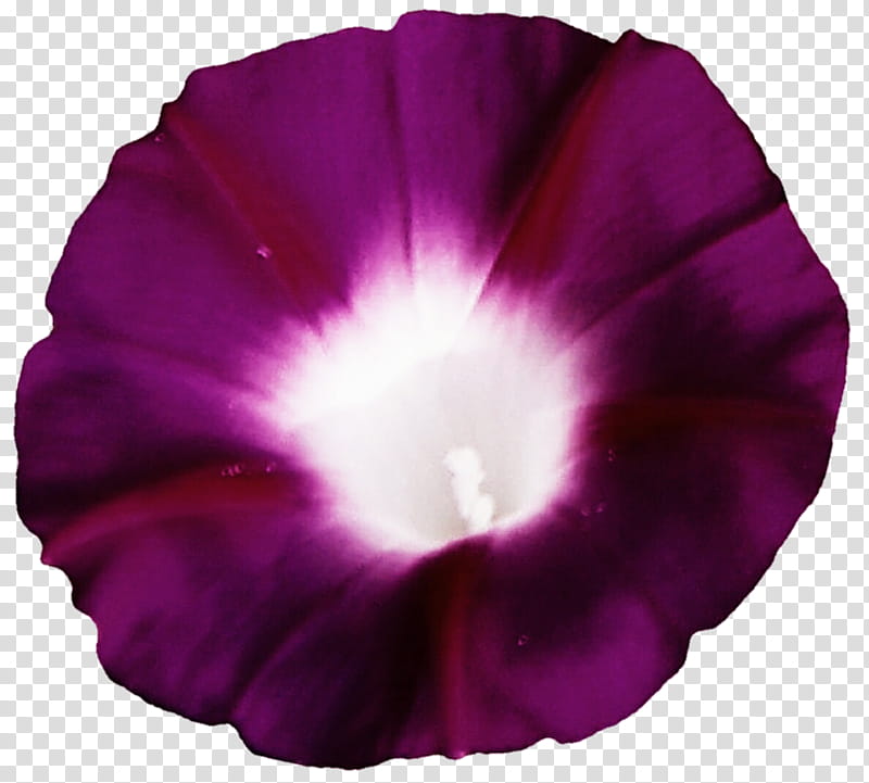 Magenta Morning Glory transparent background PNG clipart
