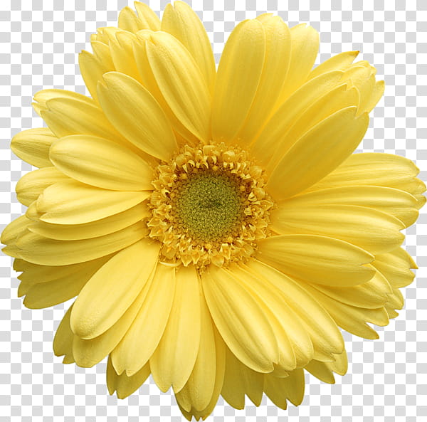 Flower , yellow daisy flower transparent background PNG clipart