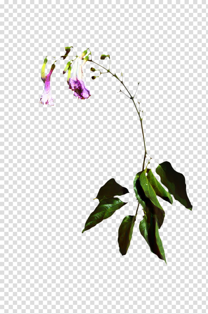 Flowers, Cut Flowers, Floral Design, Wilting, Moth Orchids, Plants, Petal, Plant Stem transparent background PNG clipart