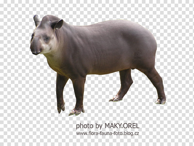 SET Tapir Tapirus, gray -legged animal transparent background PNG clipart