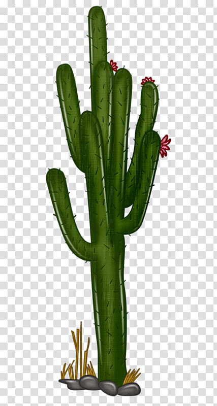 Potted Cactus PNG Images, Drawing Plant, Hand Painted Flowers