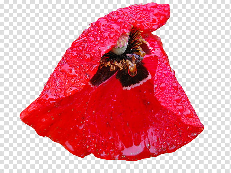 , red flowers transparent background PNG clipart