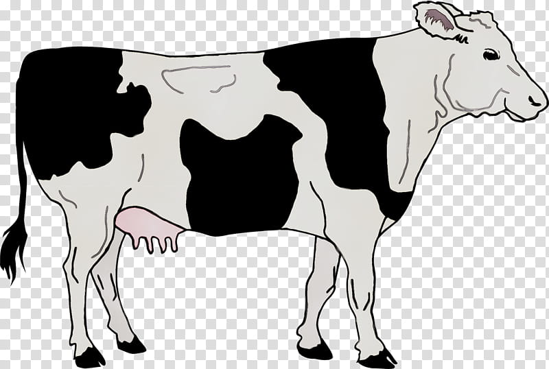 Drawing Of Family, Angus Cattle, Calf, Zebu, Dairy Cattle, Beef Cattle, Dairy Cow, Bovine transparent background PNG clipart