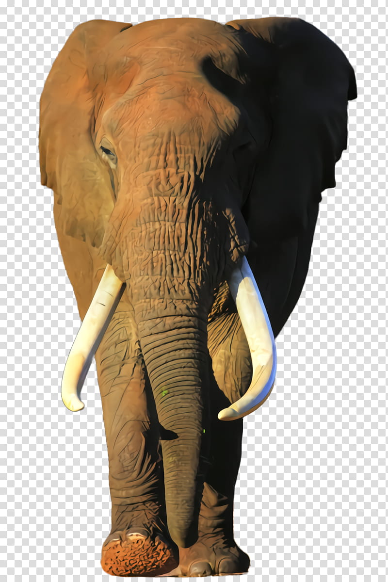 Indian elephant, Elephants And Mammoths, Terrestrial Animal, African Elephant, Wildlife, Animal Figure, Snout, Working Animal transparent background PNG clipart