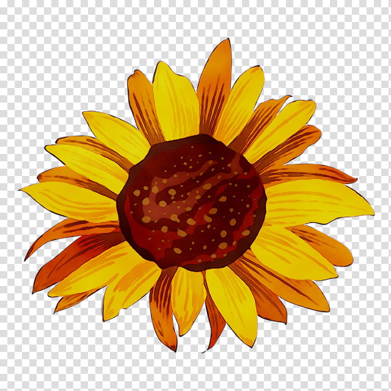 Marigold Flower, Yellow, Sunflower, Chrysanthemum, Dress, Petal, Plant, Gerbera transparent background PNG clipart