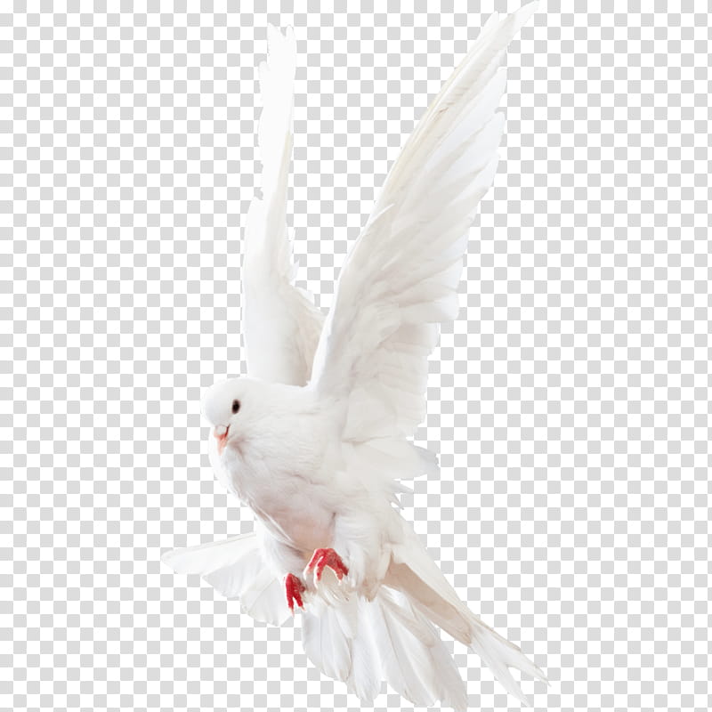 White dove on a background, white pigeon transparent background PNG clipart