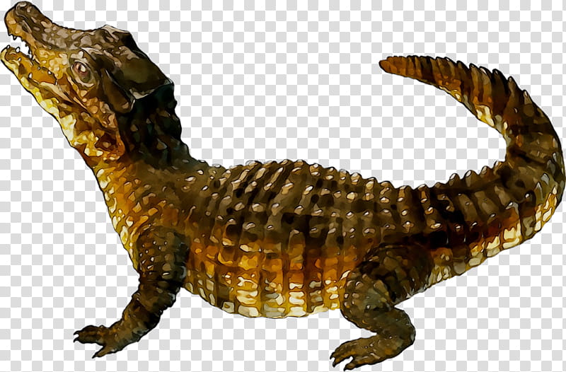 Dinosaur, Nile Crocodile, Alligators, Animal, Reptile, Animal Figure, Crocodilia, Tail transparent background PNG clipart
