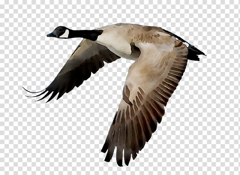 Snow, Goose, Bird, Flight, Canada Goose, Mallard, Duck, Drawing transparent background PNG clipart