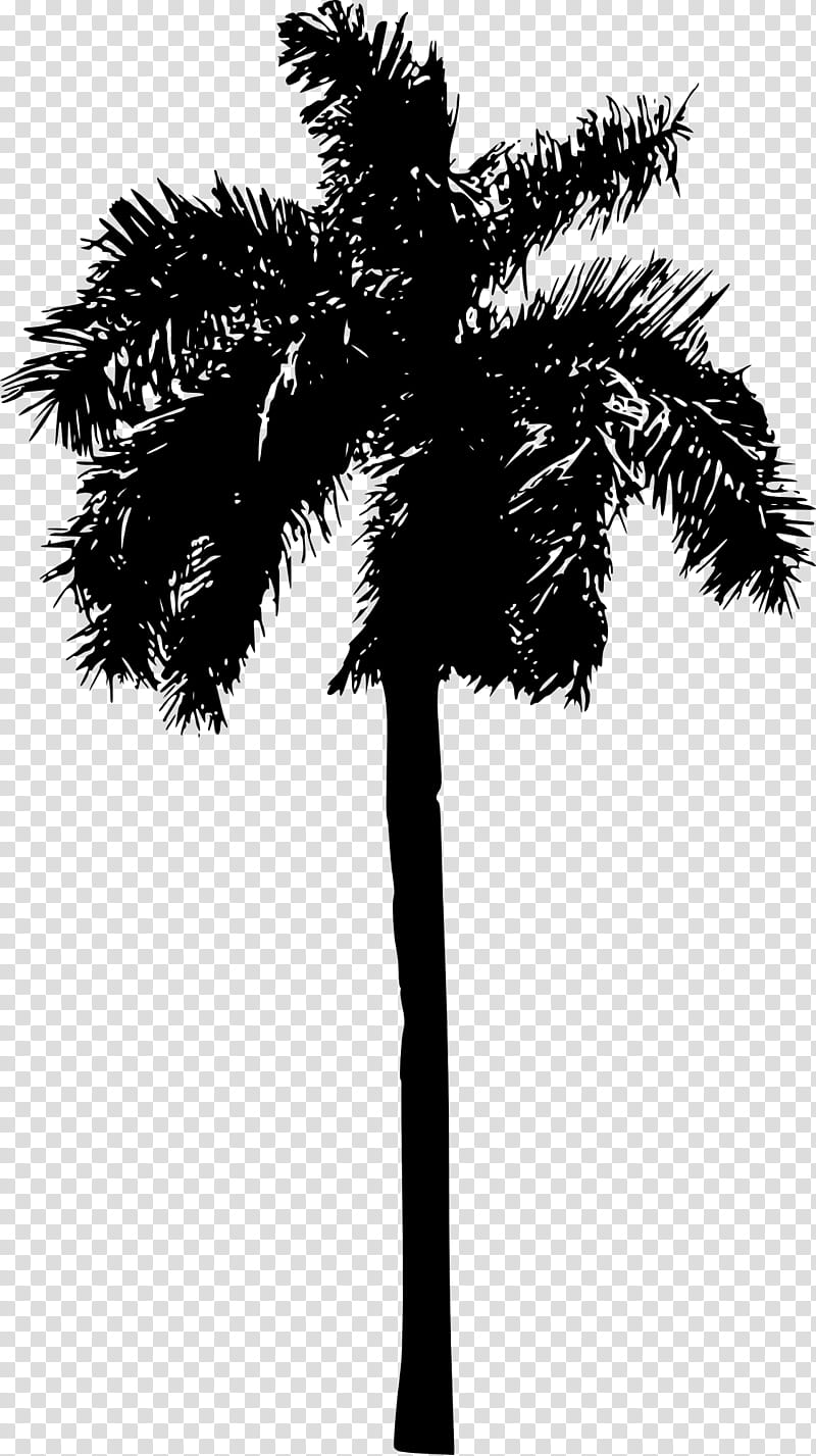 Coconut Tree Drawing, Palm Trees, Silhouette, Web Design, Arecales, Plant, Woody Plant, Borassus Flabellifer transparent background PNG clipart