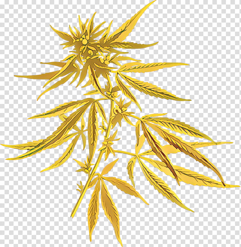 yellow plant leaf flowering plant flower, Cartoon, Hemp Family transparent background PNG clipart