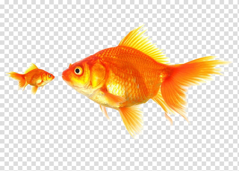 Dog, Goldfish, Pet, Animal, Alamy, Fin, Feeder Fish, Tail transparent background PNG clipart
