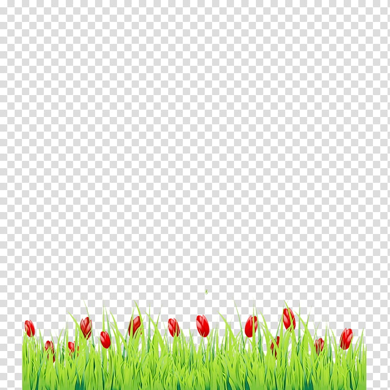 Tulip Flower, Plant Stem, Grasses, Meadow, Petal, Sky, Plants, Grass Family transparent background PNG clipart