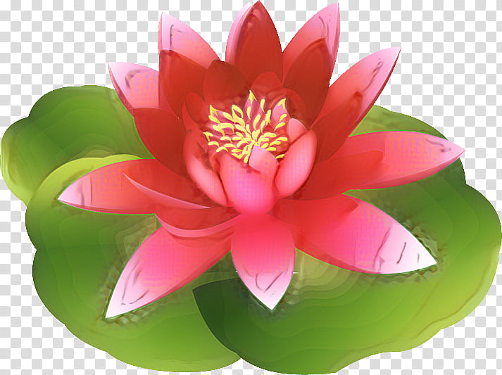 Pink Flower, Nymphaea Nelumbo, Pink M, Lotusm, Petal, Lotus Family, Sacred Lotus, Aquatic Plant transparent background PNG clipart