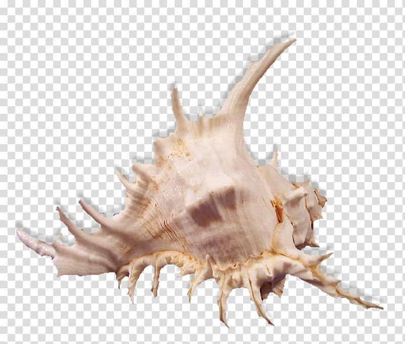 Snail, Seashell, Conch, Conchology, Sea Snail, Jaw, Animal, Claw transparent background PNG clipart