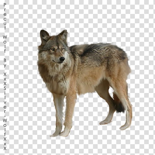 Precut Wolf, adult brown wolf transparent background PNG clipart