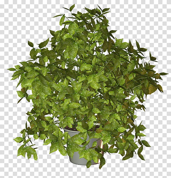 Family Tree, Parsley, Plants, Herb, Vegetable, Shrub, Ornamental Plant, Houseplant transparent background PNG clipart