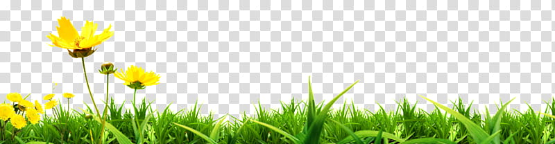 Flower Field, Poster, Advertising, Grass, Meadow, Grassland, Grass Family, Sky transparent background PNG clipart