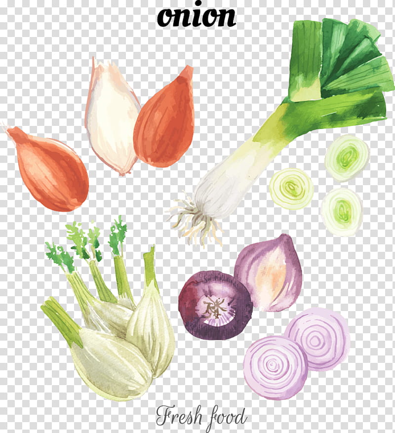 Shallots Watercolor Clipart, Watercolor, Vegetable, Hand Drawn PNG  Transparent Image and Clipart for Free Download