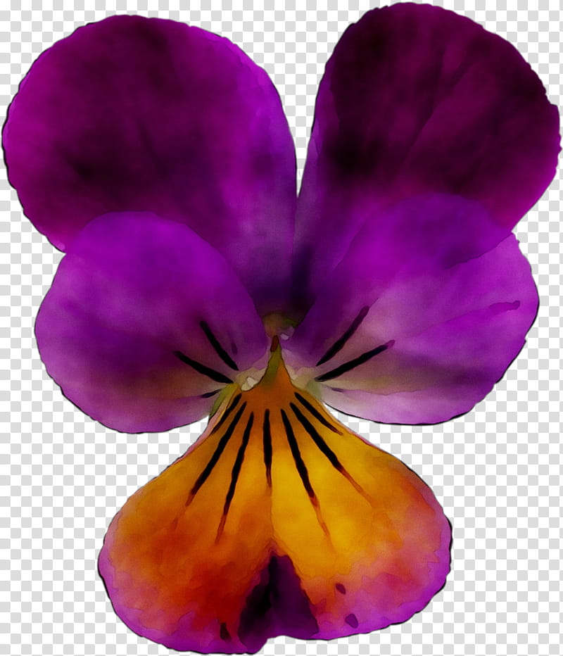 Orchid Flower, Pansy, Petal, Violet, Wild Pansy, Purple, Plant, VIOLA transparent background PNG clipart