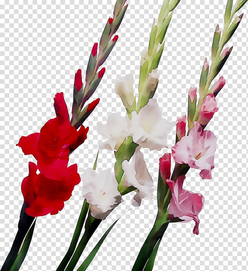 Lily Flower, Gladiolus, Ukrflora, Bulb, Flower Bouquet, Garden, Freesia, Tulip transparent background PNG clipart