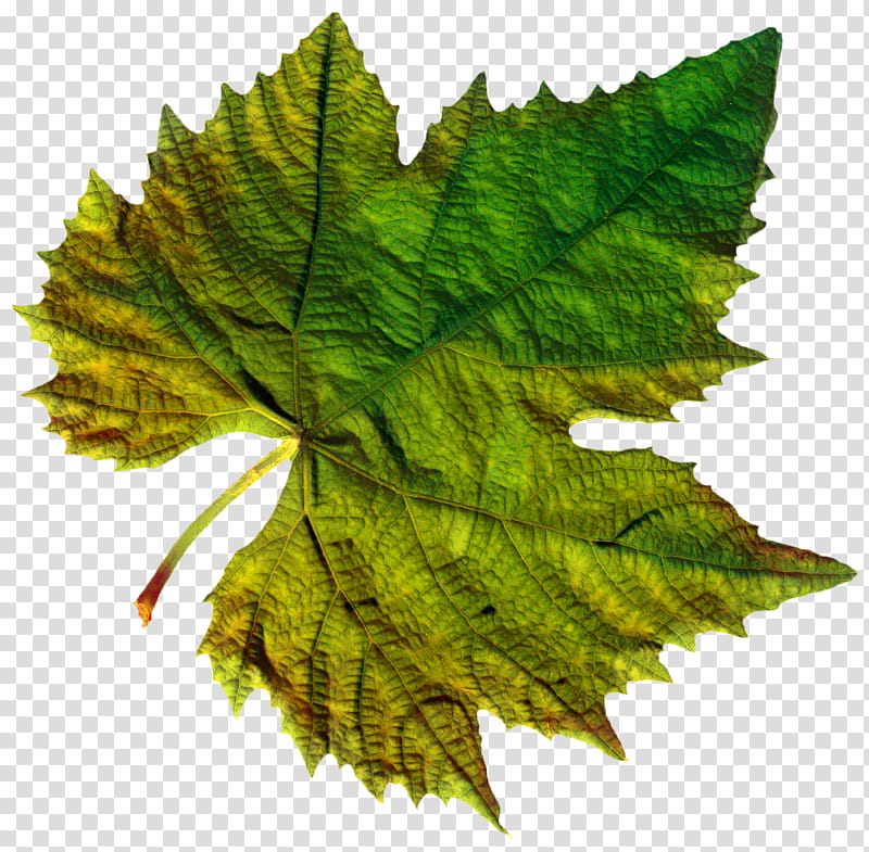 red wine grapes leaves