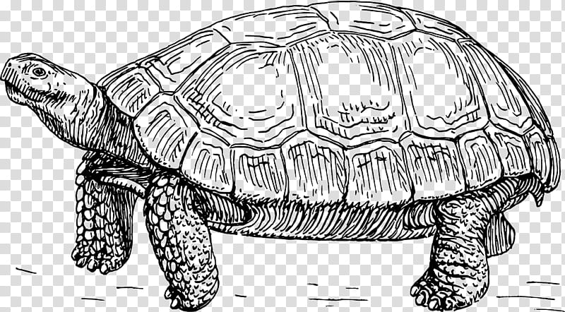 Sea Turtle, Reptile, Tortoise, Drawing, Green Sea Turtle, Turtle Shell, Animal, Black Tortoise transparent background PNG clipart