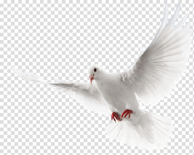 Dove Bird, Pigeons And Doves, Flight, White, Rock Dove, Wing, Feather, Beak transparent background PNG clipart