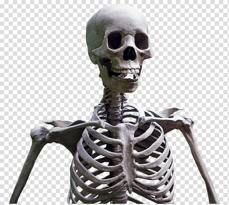 oh my goth, human skeleton illustration transparent background PNG clipart