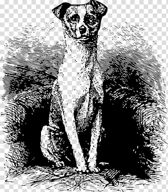 Dog Drawing, Line Art, Cartoon, Whippet, Meerkat, Ancient Dog Breeds, Lurcher, Italian Greyhound transparent background PNG clipart