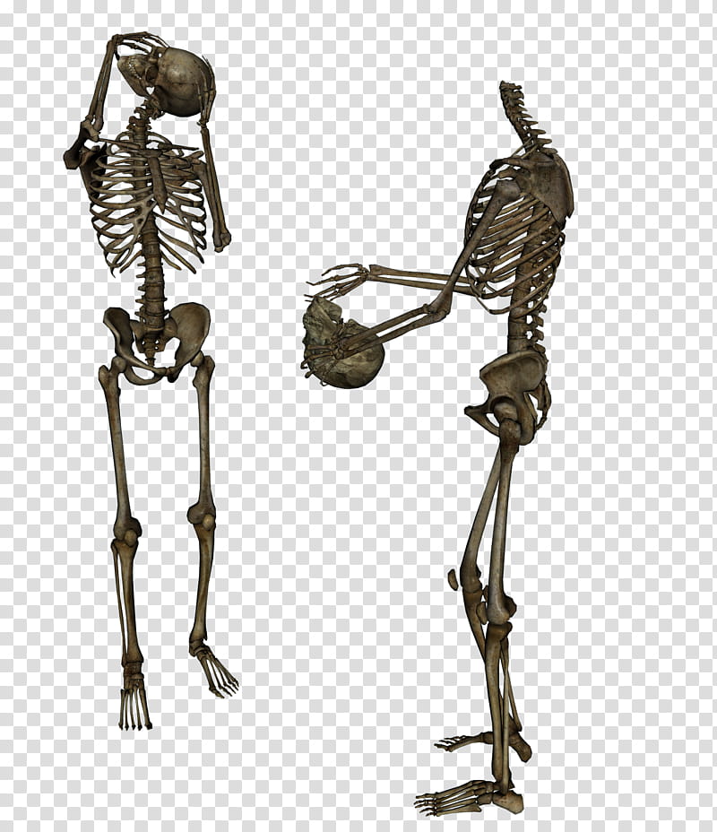 Skeleton Head Trade , two human skeletons transparent background PNG clipart