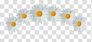 Flower Crowns S, white daisy flowers transparent background PNG clipart