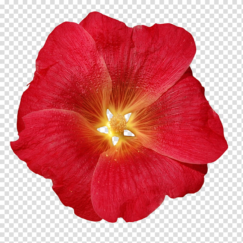 Hibiscus Flower, Rosemallows, Annual Plant, Herbaceous Plant, Plants, Red, Petal, Magenta transparent background PNG clipart
