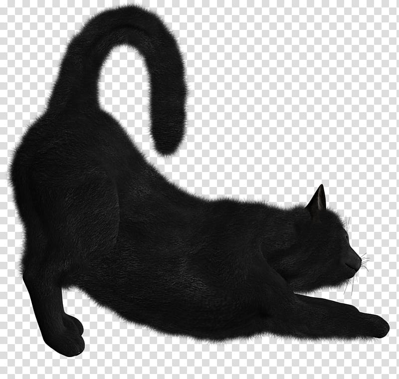 High Quality  Cats , stretching bombay cat transparent background PNG clipart