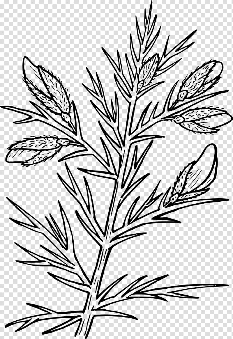 Drawing Of Family, Thorns Spines And Prickles, Shrub, Gorse, Plants, Acacia, Genisteae, Leaf transparent background PNG clipart