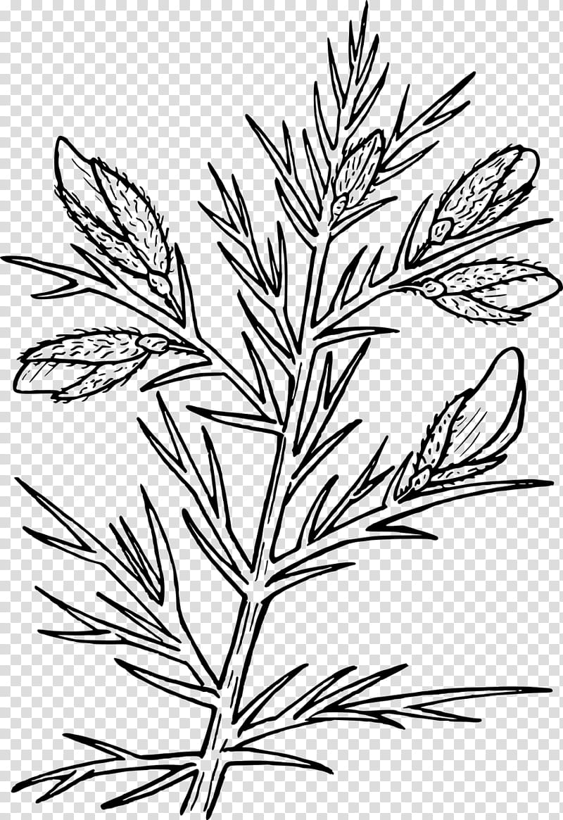 thorn bush silhouette clipart