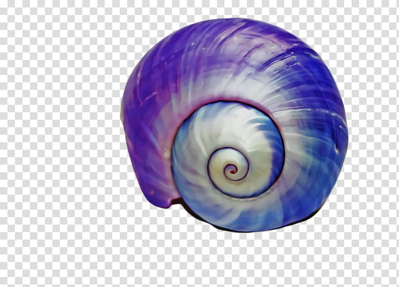 purple sea snail snail violet shell, Snails And Slugs, Spiral, Nautilus transparent background PNG clipart