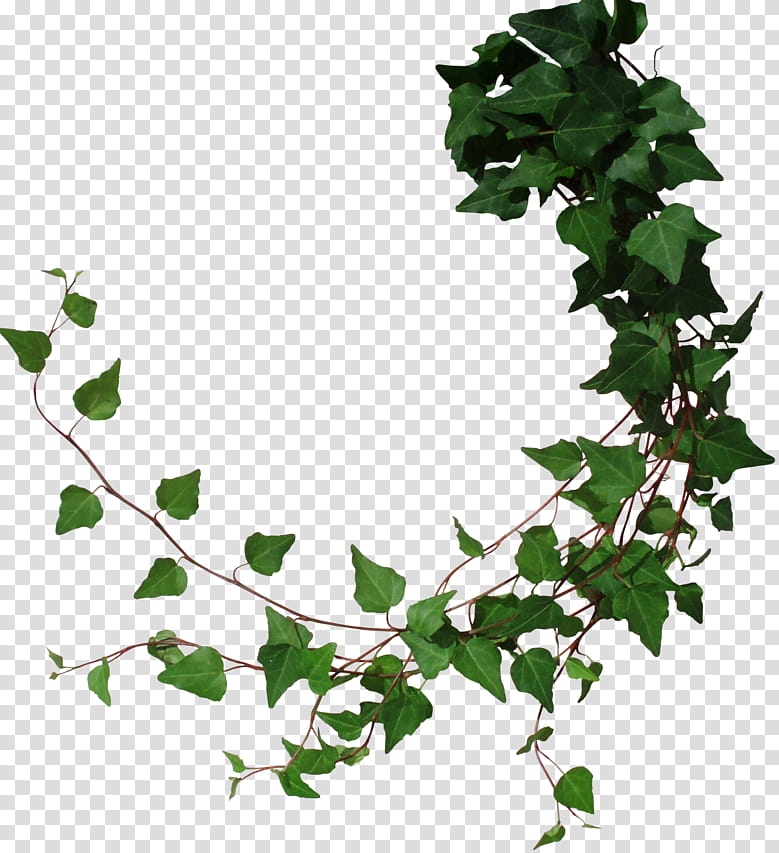 Family Tree Drawing, Common Ivy, Vine, BORDERS AND FRAMES, Branch, Fatshedera Lizei, Leaf, Green transparent background PNG clipart