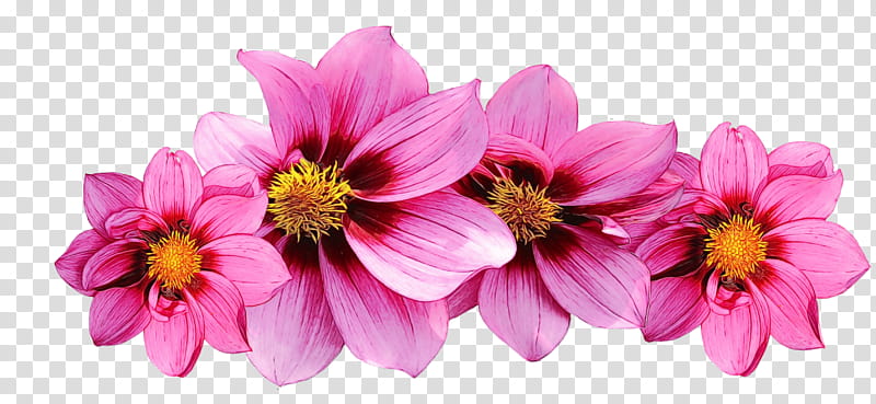 Pink Flower, Garden Cosmos, Notebook, Garden Roses, Annual Plant, Plants, Dahlia, Chrysanthemum transparent background PNG clipart