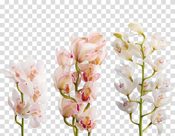 Pink Flowers, Orchids, Boat Orchid, Flower Bouquet, Transvaal Daisy, Cut Flowers, Moth Orchids, Floral Design transparent background PNG clipart